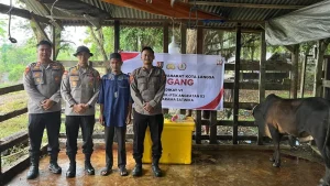 Mahasiswa Stik Sumbang 70 Sapi Untuk Meugang Warga Terdampak Bencana Aceh