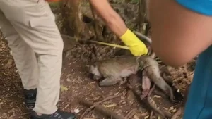 Balita Di Pamekasan Tewas Diserang Monyet Peliharaan Pelaku Dibunuh Pemilik