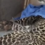 Macan Tutul Terjerat Jebakan Babi Di Bogor Dievakuasi Petugas Bksda