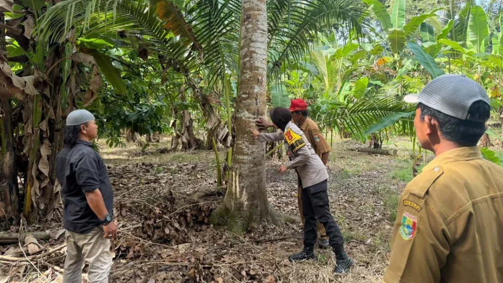 Panik Beruang Muncul Di Kebun Petani Tanggamus Lampung