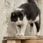 Wanita Jembrana Tewas Akibat Rabies Setelah Digigit Kucing Liar