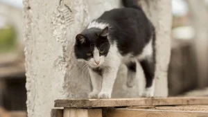 Wanita Jembrana Tewas Akibat Rabies Setelah Digigit Kucing Liar