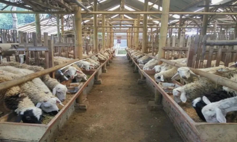 Analisis Finansial Usaha Agribisnis Berapa Keuntungan Ternak Kambing Per Ekor