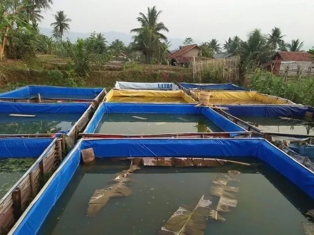 Panduan Lengkap Cara Budidaya Ikan Gurame Di Kolam Analisis Teknis Dan Manajemen Bisnis Untuk Pemula
