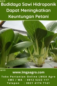 Panduan Lengkap Perhitungan Modal Budidaya Hidroponik Sawi Untuk Skala Rumahan Dan Komersial